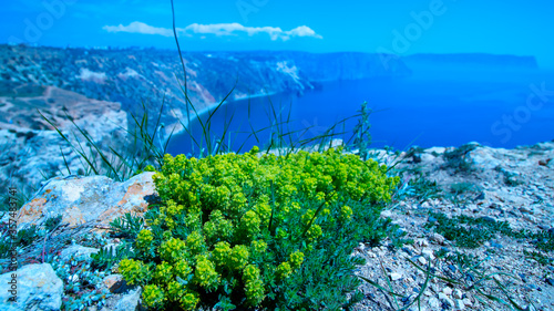 Blooming green Bush on the rocky shore. Against the background of a blue mountain lagoon. Cape Fiolent.