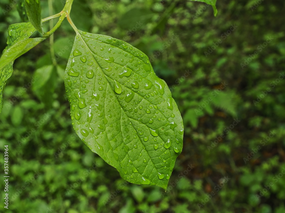 hoja verde cubierta de gotitas de agua por la lluvia hoja verde cubierta de gotitas de agua por la lluvia