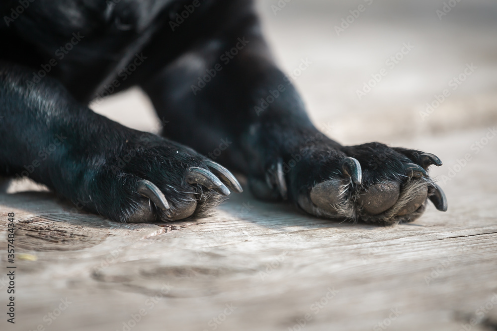 Obraz premium Cute paws claws of a small black dog
