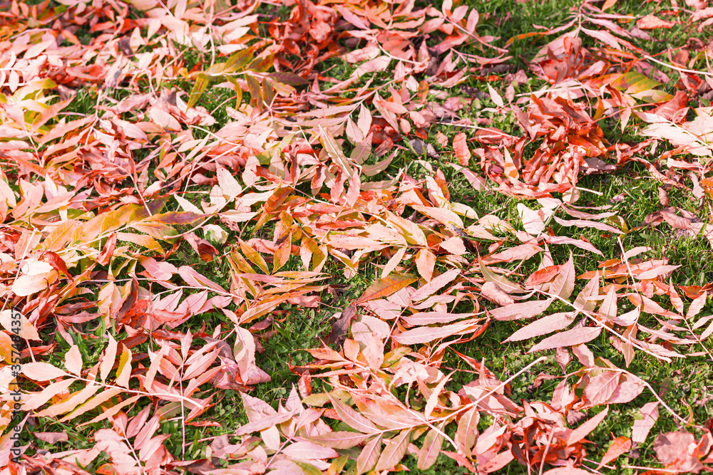 maple leaves in autumm season, leaves color fall background maple leaves in autumm season, leaves color fall background