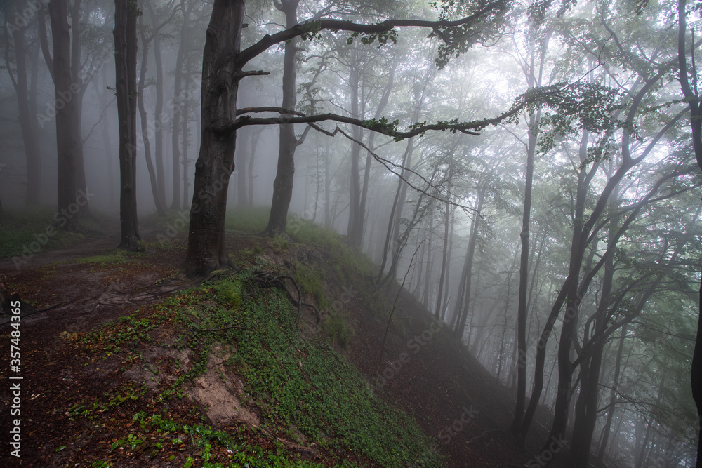 Fototapeta premium Buchenwald in Nebel