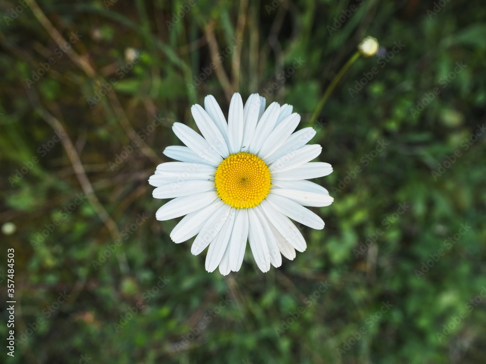 Obraz premium macro de margarita silvestre de hojas blancas y con el centro amarillo