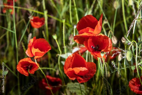 Klatschmohn im Juni