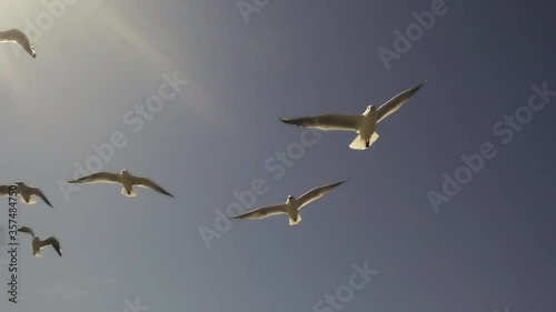 Seagulls flying against the blue sky. Flock of birds flies in strong winds. Slow motion.