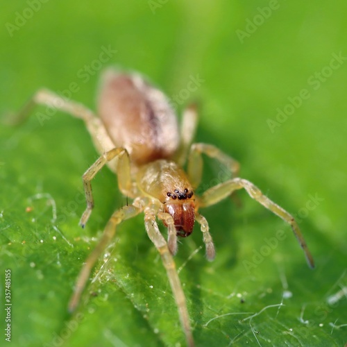 Spider (family Clubionidae, Sac spiders) on a green leaf. Macro. Bokeh.