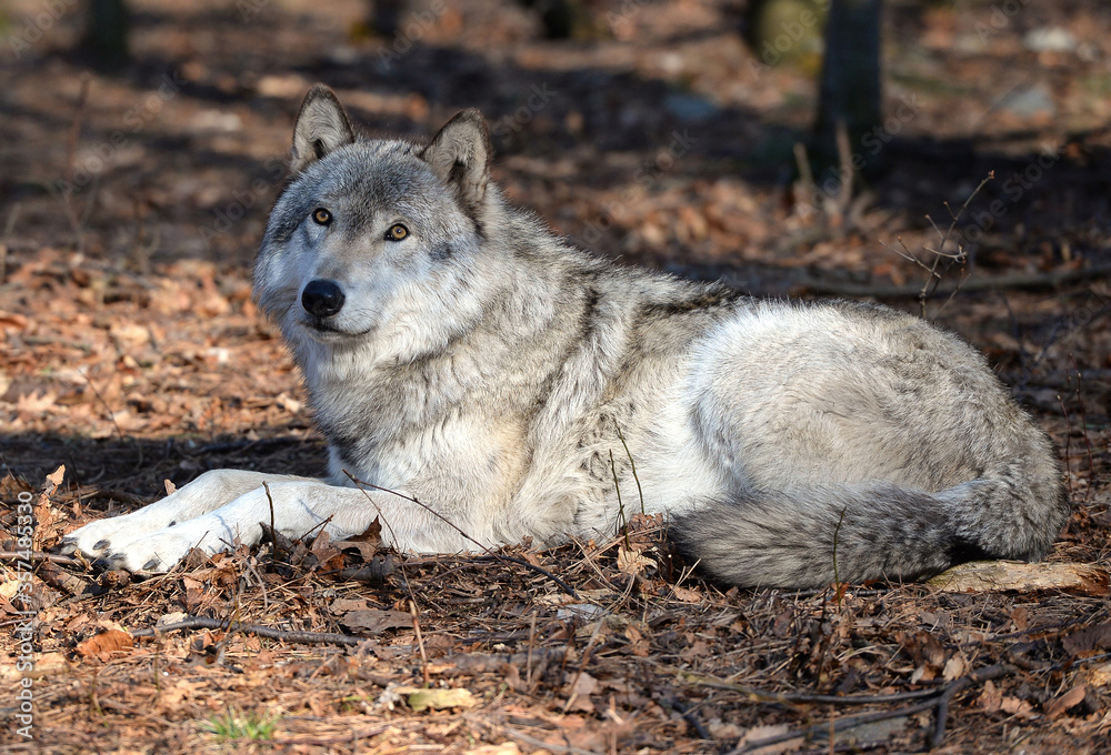 Timber Wolf in the wild - Canis lupus Timber Wolf in the wild - Canis lupus