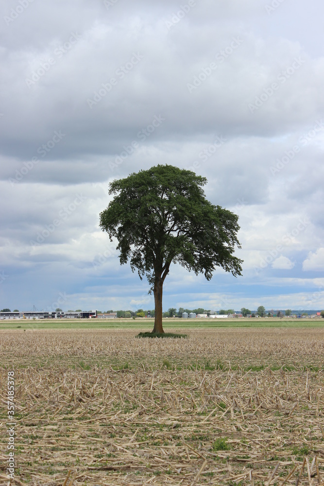 A lonely tree