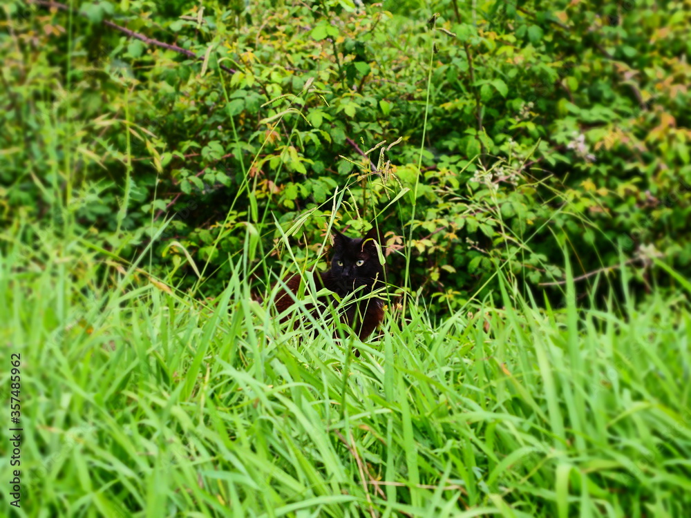 gato negro agazapado y escondido entre la hierba verde