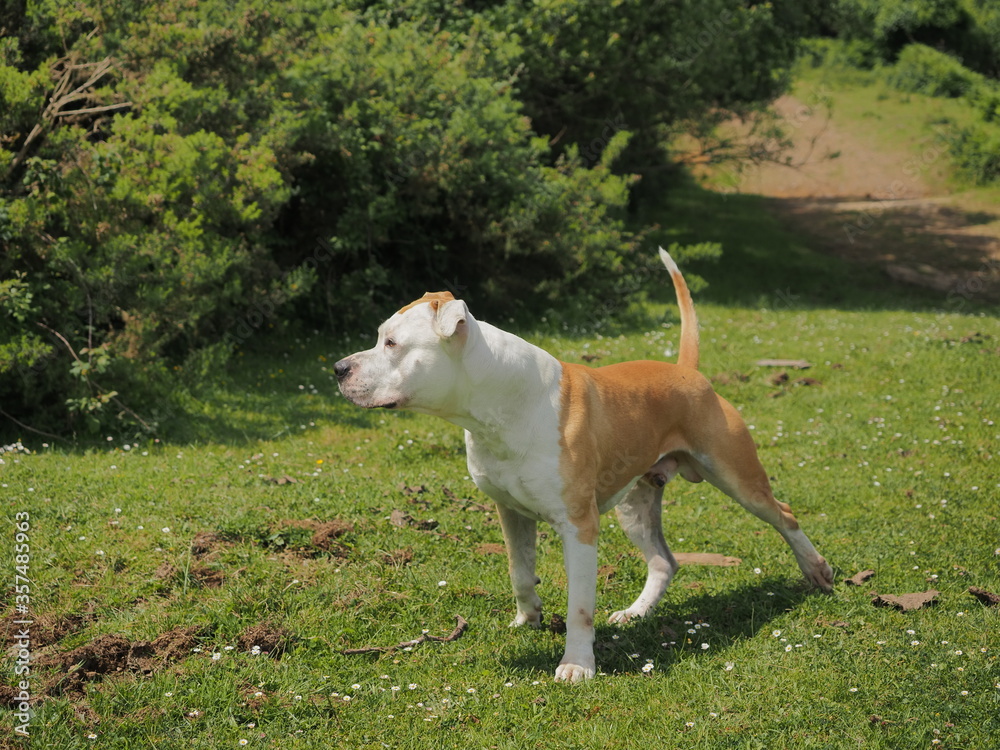 perro american staffordshire terrier de color blanco y canela posando de perfil en la naturaleza