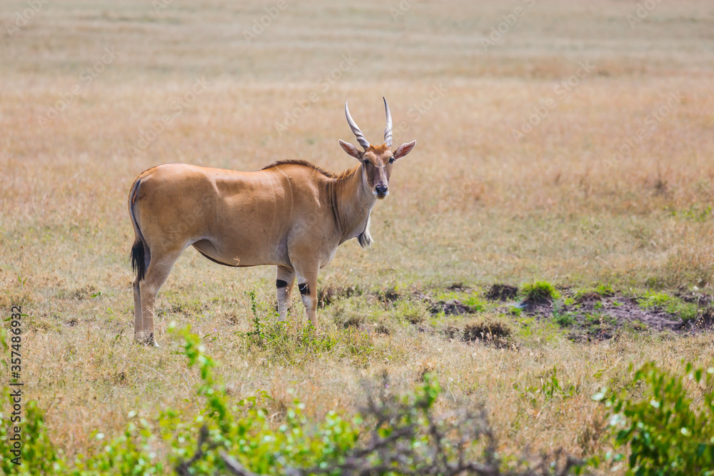 Fototapeta premium Antelope Eland Kanna