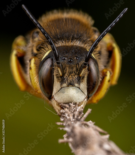Male of Trachusa interrupta bee sleeping biting a branch