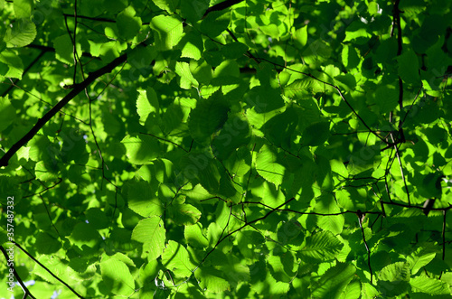 green leaves in the morning sun tree branches foliage natural background