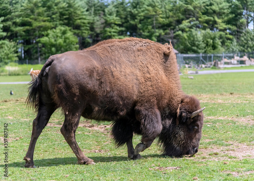 North American Bison also known as buffalo in Hamilton Safari, Ontario, Canada 