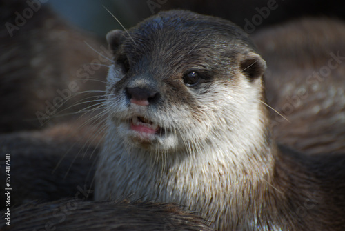 An Otter portrait photo