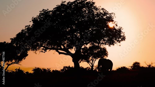 Silhouette Of Elephant Resting Under The Tree With Beautiful Sunset In The Background At Klaserie Private Game Reserve, South Africa. - wide shot photo