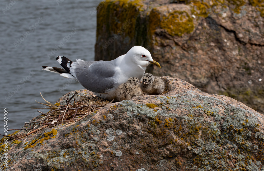 Seagull feeding baby on the rock at Baltic Sea. Seagull feeding baby on the rock at Baltic Sea.