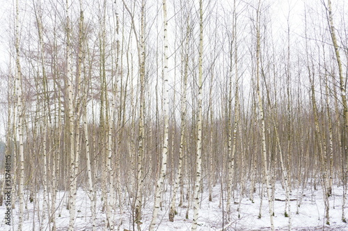 A forest full of young birch trees in the snow.