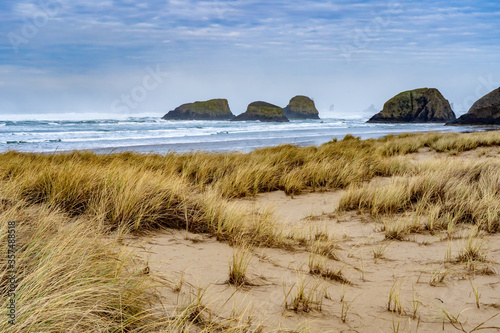 American Beach grass (Ammophila breviligulata) and sea stack rocks just north of Canon Beach, Oregon photo
