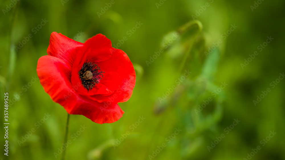 Eine einzelne Mohnblume auf einer grünen Wiese