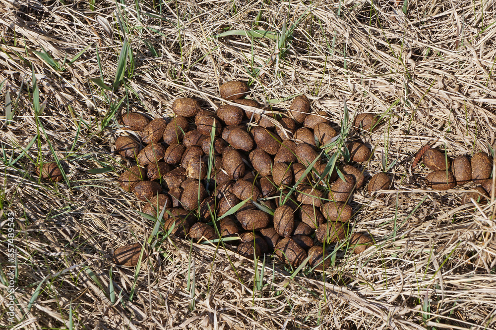 Close up top view of the elk or moose droppings in dry grass. Can use like organic fertilizer Close up top view of the elk or moose droppings in dry grass. Can use like organic fertilizer