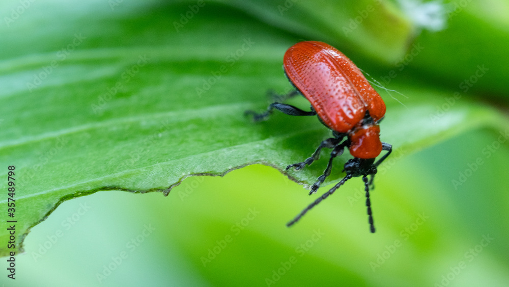 Poskrzypka liliowa Poskrzypka liliowa