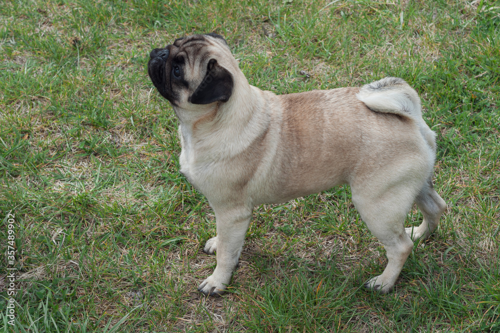 side view of a happy pug dog with brown fur standing and looking ahead. side view of a happy pug dog with brown fur standing and looking ahead.