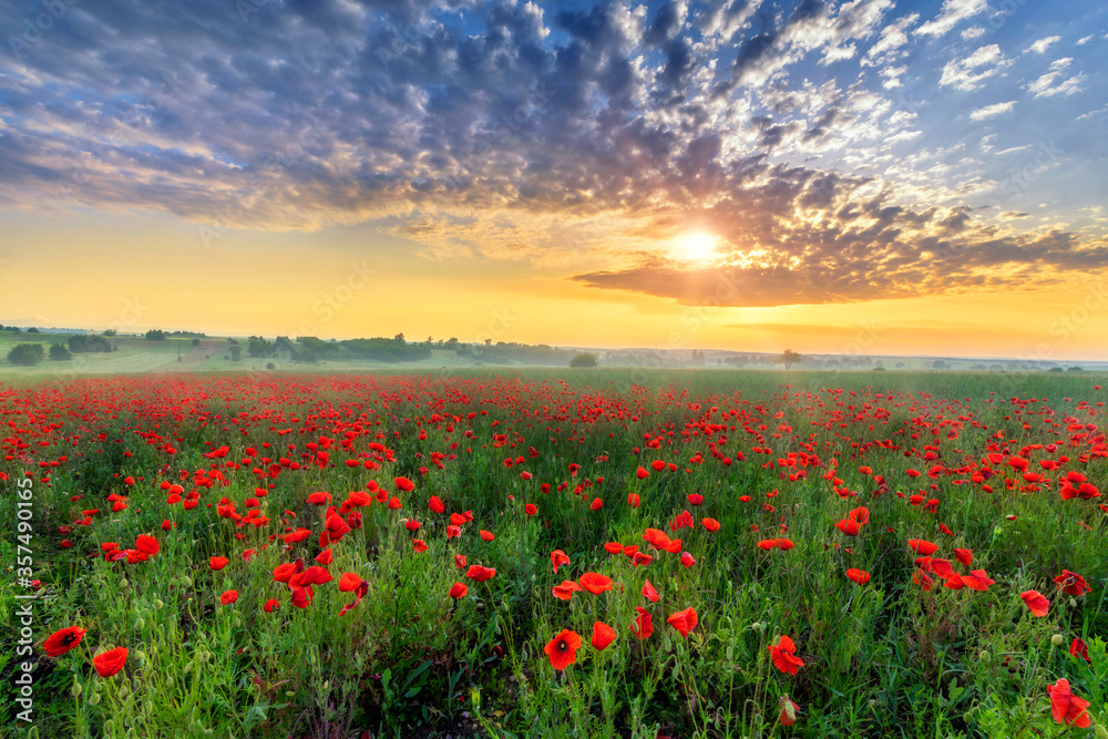 Beautiful poppy field during sunrise