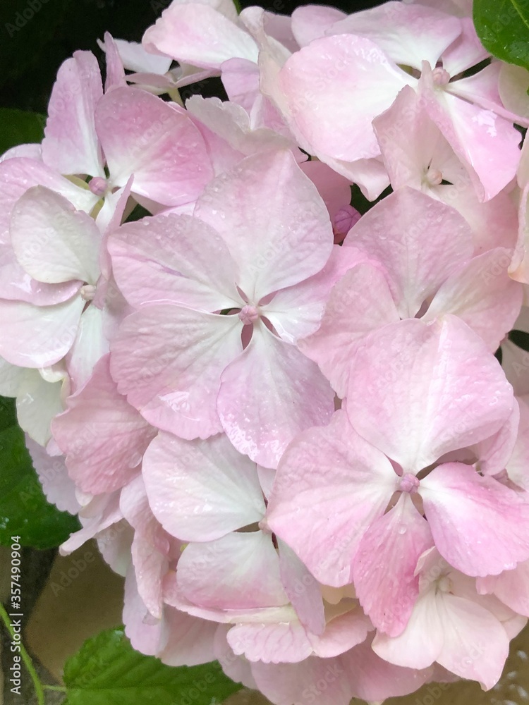 Fototapeta premium pink hydrangea flowers