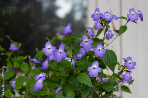 Blue flowers of Brovallia cultivar. American fidelity on a background of green leaves by the window on a summer day.