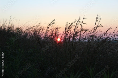 Sunrise through Grass