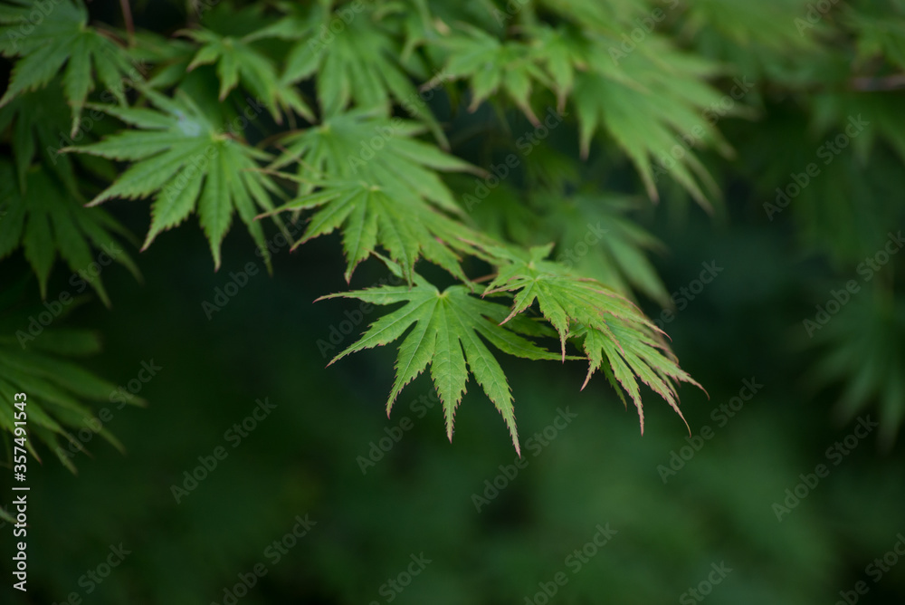 closeup of japanese maple leaves in a japanese garden closeup of japanese maple leaves in a japanese garden