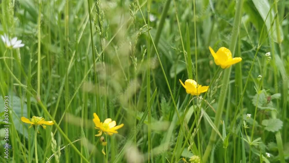 Natural meadow grass and flowers close up. Sprig grass and meadow flowers near the river. Natural meadow grass and flowers close up. Sprig grass and meadow flowers near the river.