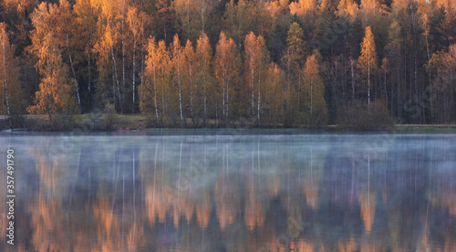 beautiful yellow birch trees in the forest are reflected in the morning misty lake in early autumn