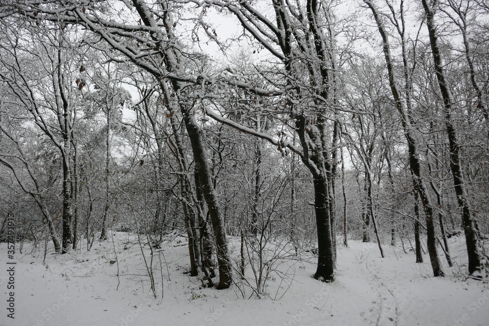 Snow landscape in the Staatsbossen in Sint Anthonis, Noord Brabant, The Netherlands, Europe.