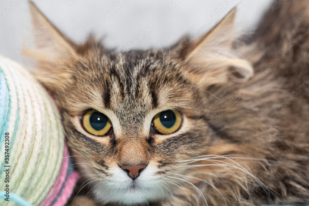 Fluffy cat pensively lies next to a tangle of threads