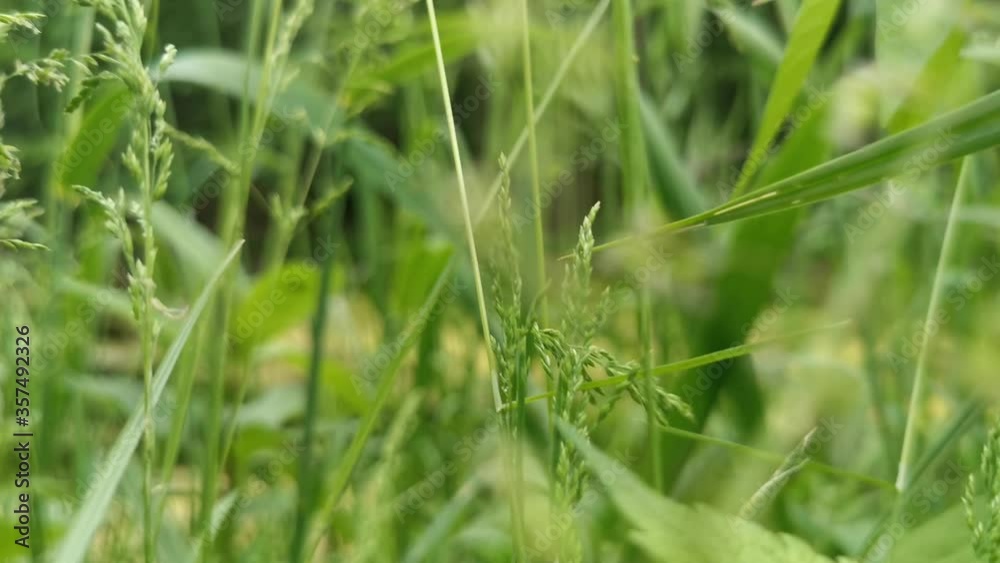Natural meadow grass close up. Sprig grass near the river. Natural meadow grass close up. Sprig grass near the river.