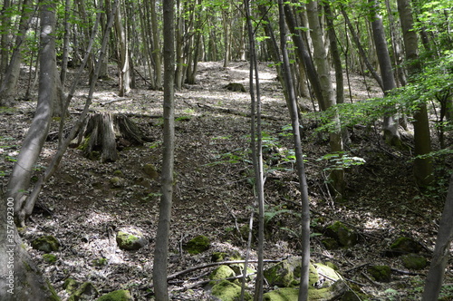 Woods at Kemback, Fife photo