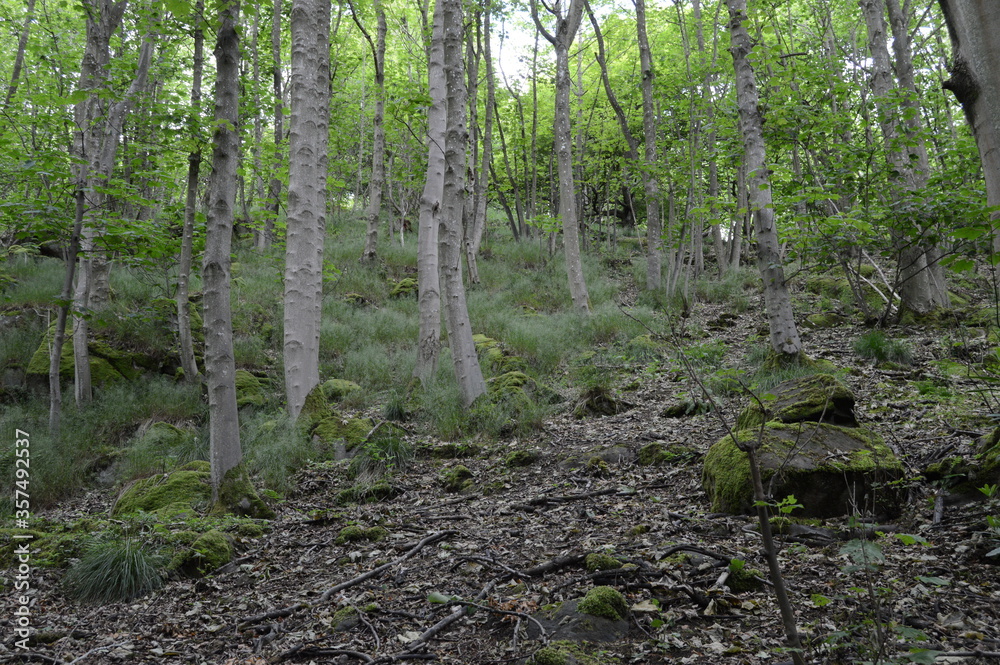 Woods at Kemback, Fife Woods at Kemback, Fife
