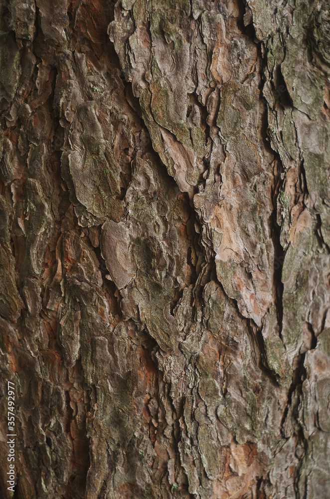 Texture of tree bark. High resolution. Texture of tree bark. High resolution.