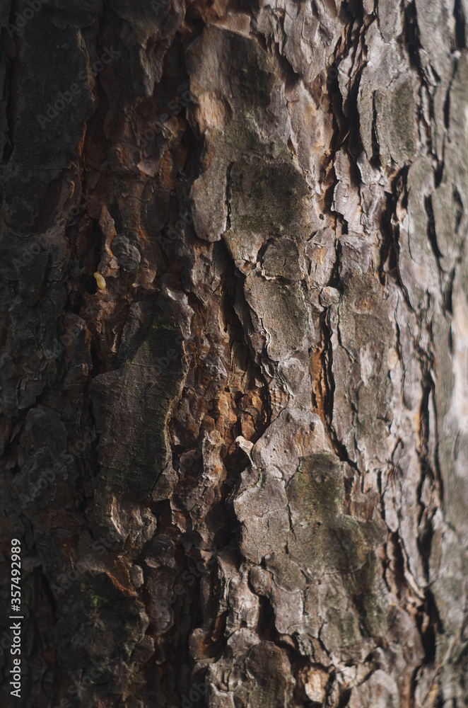 Texture of tree bark. High resolution