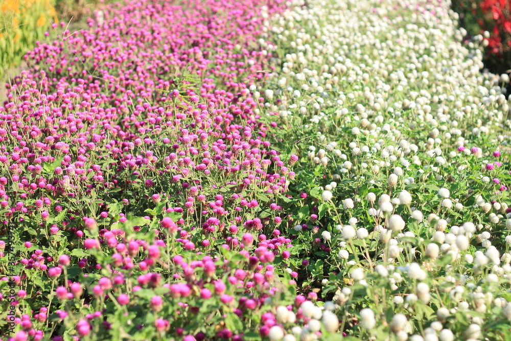 field of pink and white flower