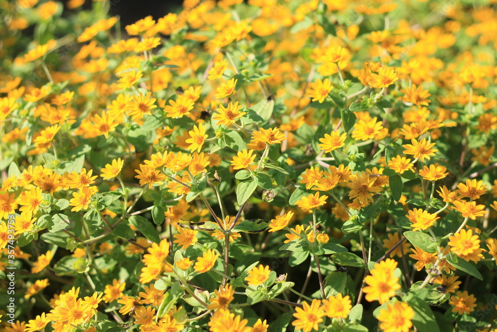 field of yellow flowers field of yellow flowers