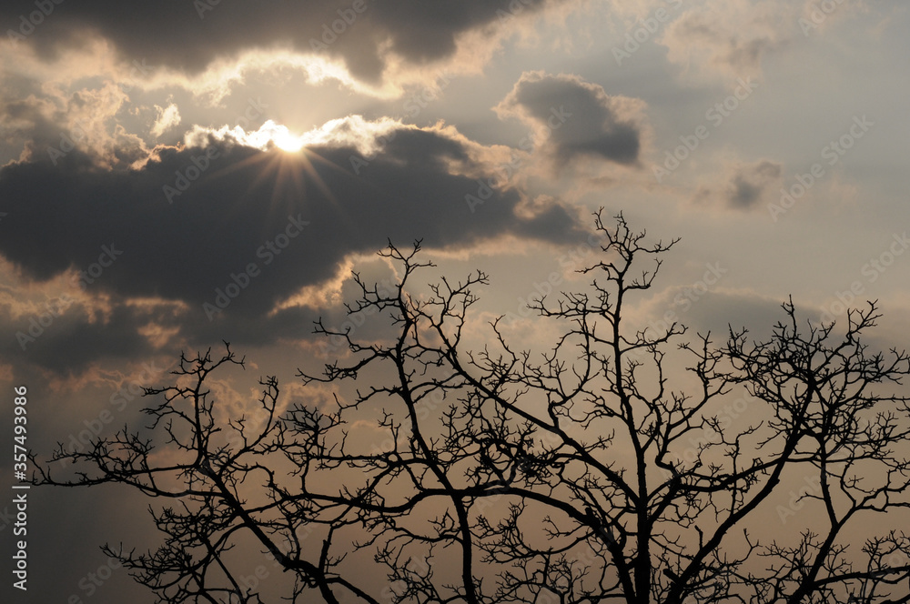 Fototapeta premium Sun peeping through heavy clouds, tree silhouette in the front
