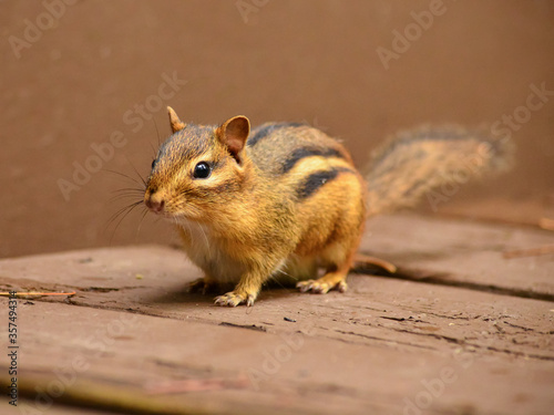 Closeup of chipmunk isolated against brown background