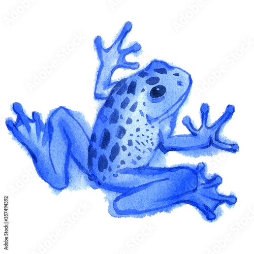 Watercolor painting of tree frog isolated on white background. Original stock illustration of amphibian.