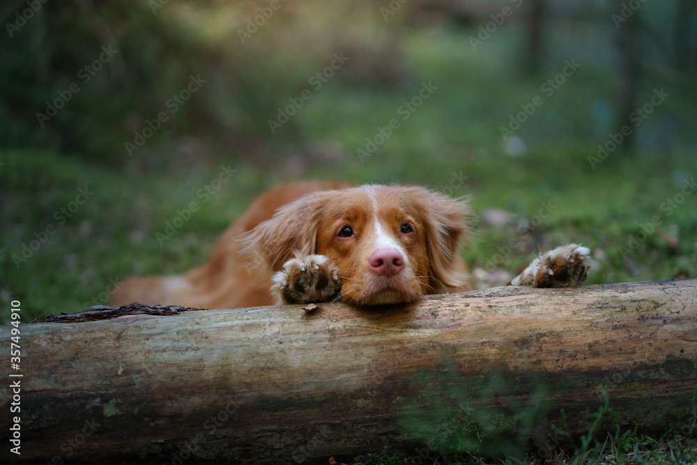 red dog in forest. Nova Scotia Duck Tolling Retriever in nature. Walk with a pet