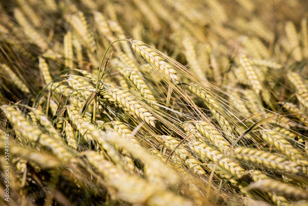 Fototapeta premium Getreidefeld, Weizenfeld