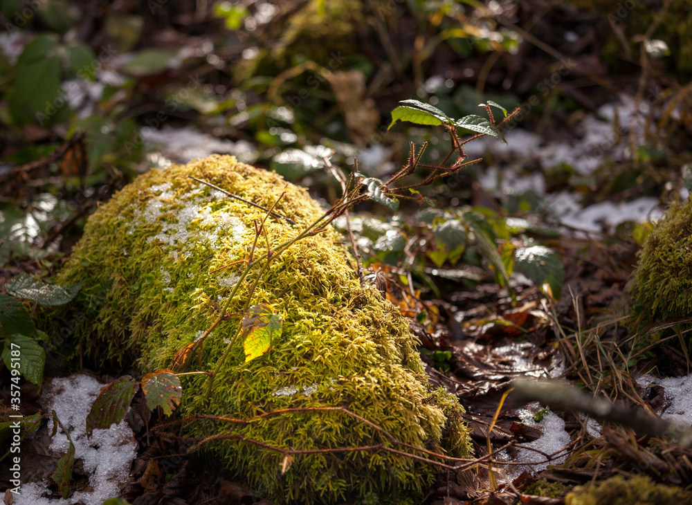 Moss remained green while surrounded with the first snow in autumn inside the forrest. winter is coming Moss remained green while surrounded with the first snow in autumn inside the forrest. winter is coming
