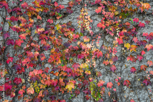 Multicolored ivy wall © PaganoFotos