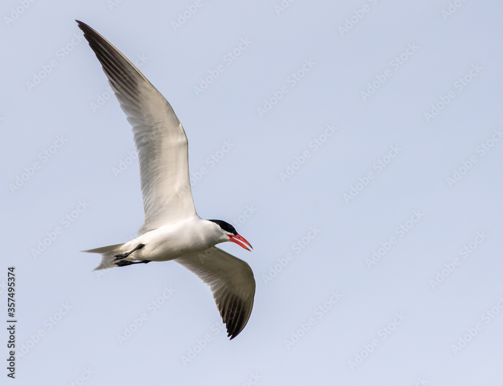 Obraz premium seagull in flight